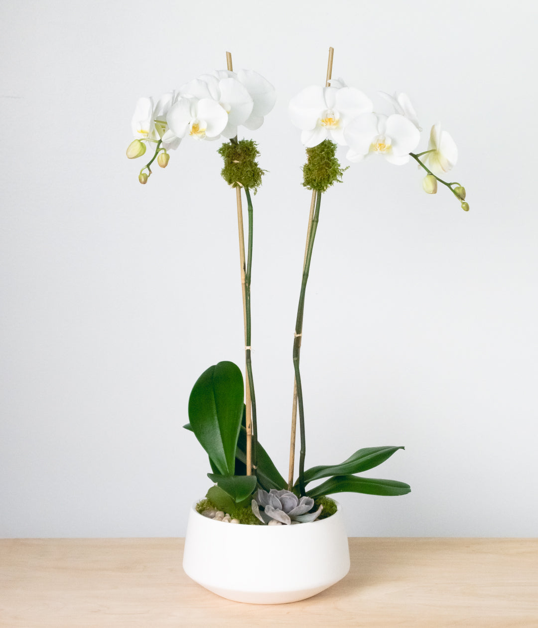 White Wall Orchids - Delivery