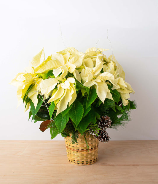 Poinsettia Plant - White - Deluxe