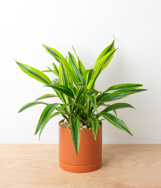 Dracaena Lemon Lime