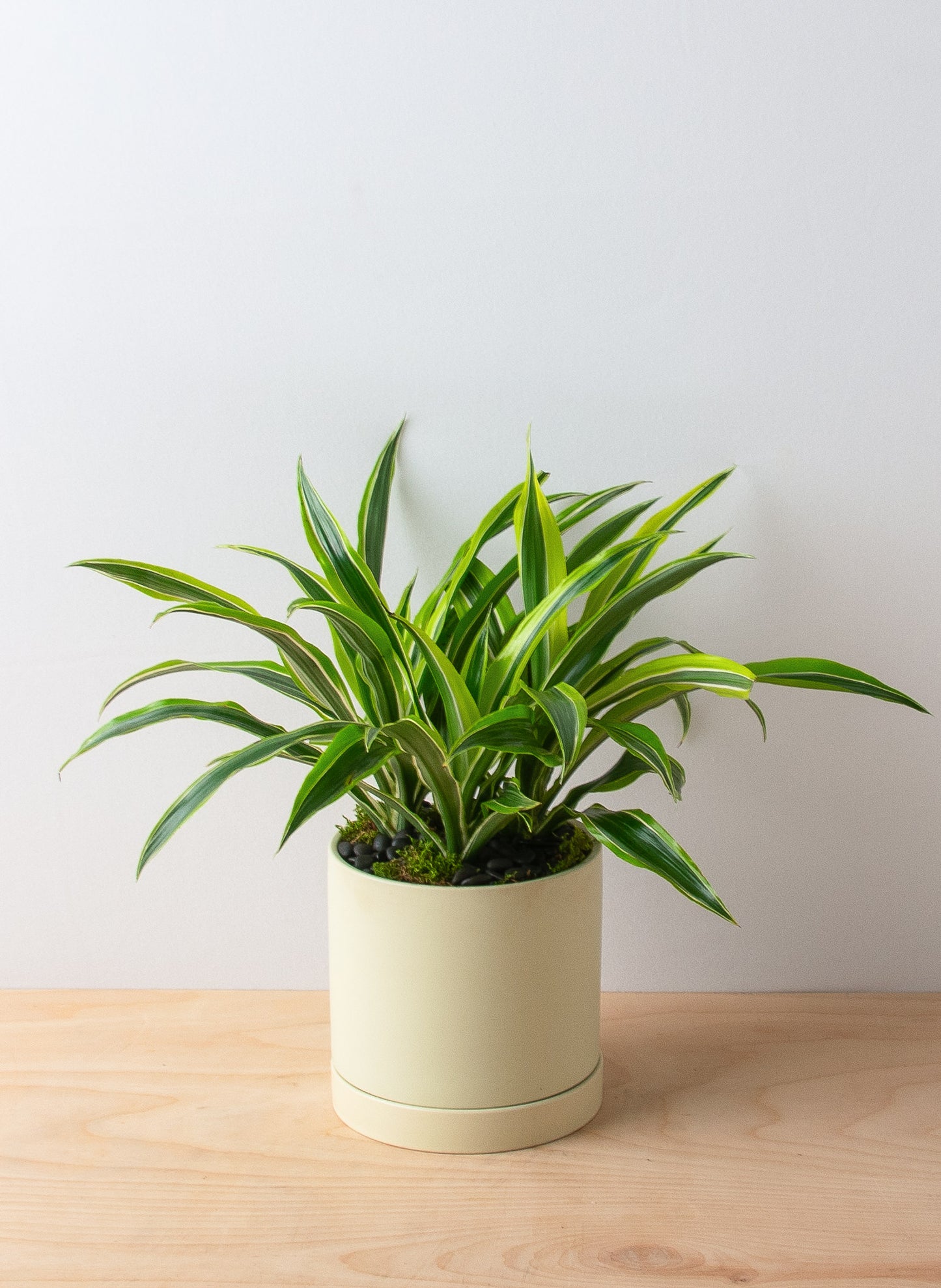 Dracaena Lemon Lime