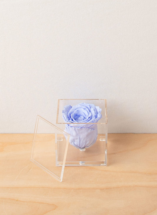 Everlasting Rose - Periwinkle