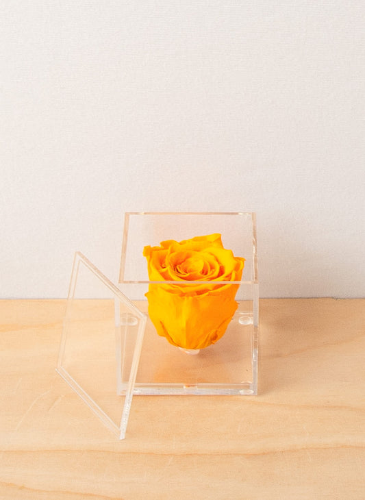 Everlasting Rose - Tangerine Orange