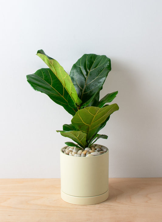 Fiddle Leaf Ficus