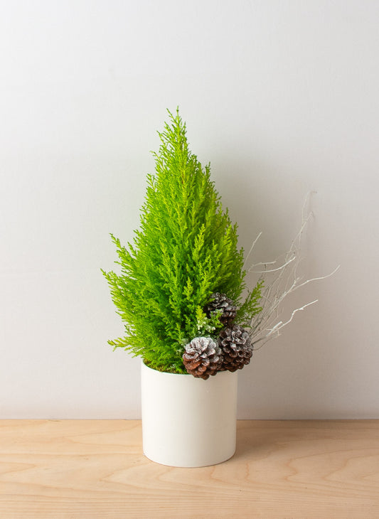 Mini Cypress Tree