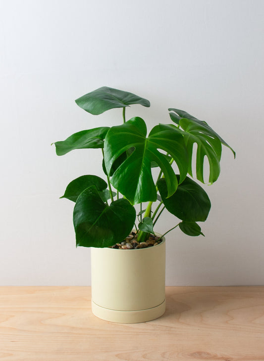 Monstera