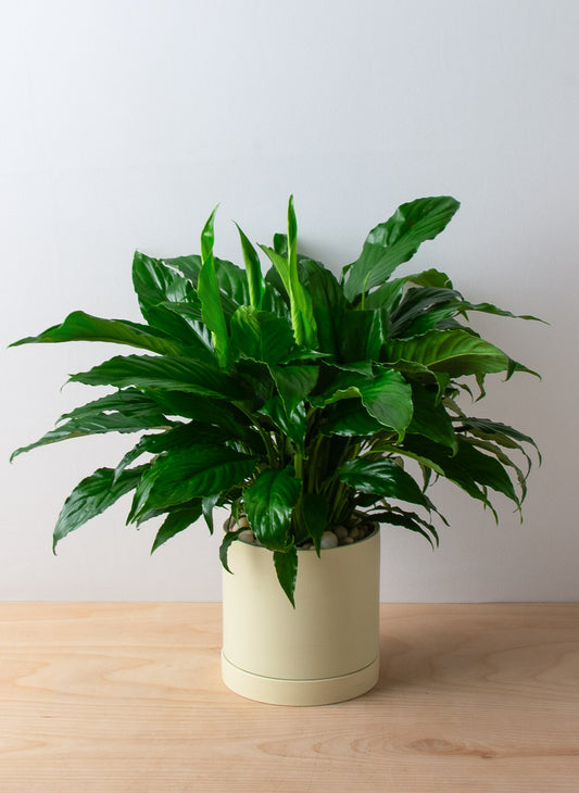 Peace Lily