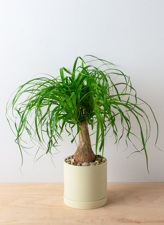 Ponytail Palm