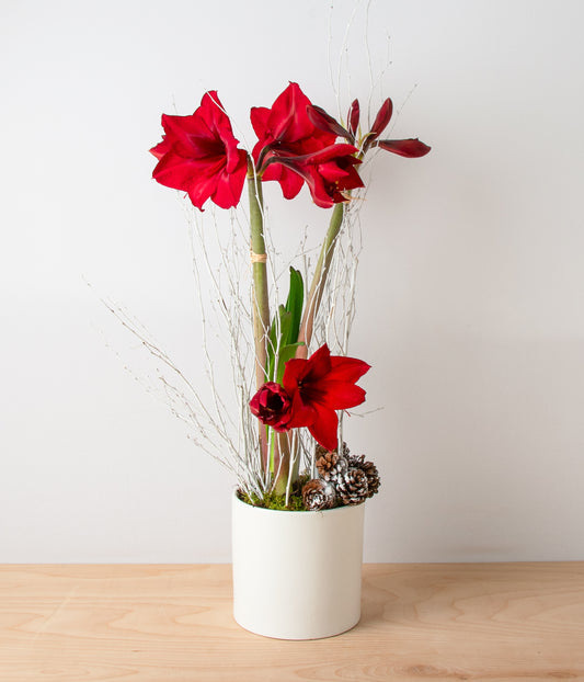 Red Amaryllis Plant