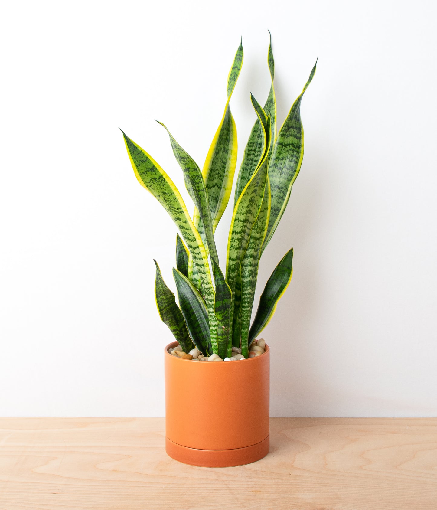 Snake Plant