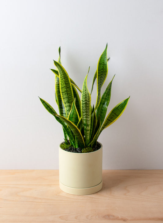 Snake Plant